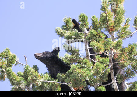 L'ours noir grimper en haut d'un arbre de pin à écorce blanche à la Parc National de Yellowstone Dunraven Pass 9 septembre 2016 près de Canyon Village, Wyoming. (Photo par Eric Johnston par Planetpix) Banque D'Images