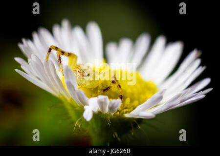 Une araignée crabe repose à l'intérieur d'une floraison de fleurs sauvages. Banque D'Images