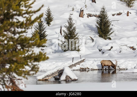 Un bull elk fait paître sur les rives de la rivière Madison pendant un jour d'hiver enneigé au Parc National de Yellowstone, le 29 janvier 2017 près de Canyon Village, Wyoming. (Photo par Jacob W. Frank par Planetpix) Banque D'Images