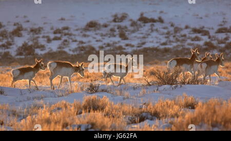 Un troupeau d'antilopes d'marcher à travers un champ neigeux en hiver à la Seedskadee National Wildlife Refuge 28 février 2017 à Green River, Wyoming. (Photo par Tom Koerner via Planetpix) Banque D'Images