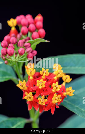 Beau gros plan et fleurs exotiques sont le pollen jaune pétales rouge de l'Asclepias curassavica asclépiade écarlate noms communs, fleur de sang, Butterf Mexicain Banque D'Images