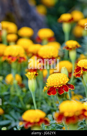 Bel ensemble de fleurs jaune et rouge l'Oeil de tigre ou de souci Tagetes Patula dans plantation Banque D'Images