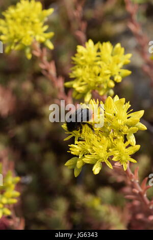 - Forsteranum Rock Stonecrop Sedum usine de roche calcaire Banque D'Images