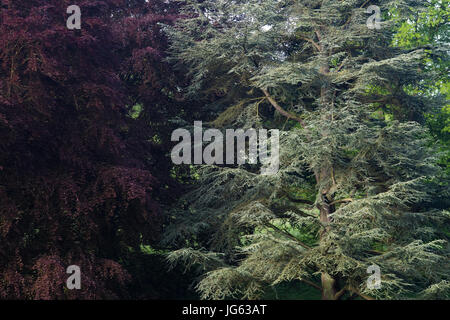 Cedrus libani et Fagus sylvatica purpurea. Cèdre du Liban et Copper beech tree. L'Oxfordshire, UK Banque D'Images