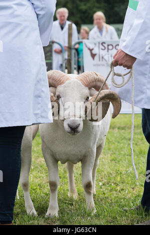 Ovis aries. Wiltshire horned ram / brebis de pays Hanbury show, Worcestershire. UK Banque D'Images