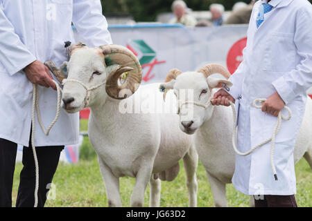 Ovis aries. Wiltshire horned ram / brebis de pays Hanbury show, Worcestershire. UK Banque D'Images