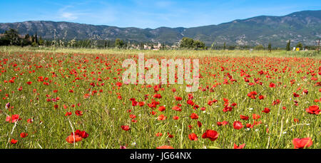 Champs de coquelicots en Provence Banque D'Images