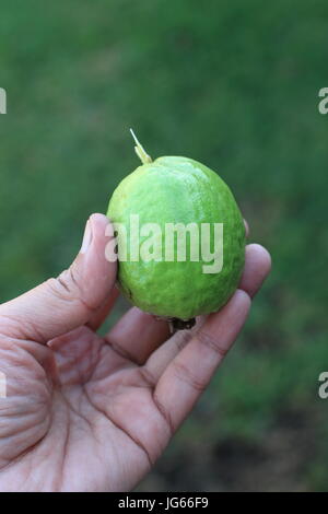 Close up of home grown Psidium guajava Banque D'Images