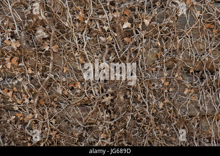 Mur de pierre couvert de lierre sec. La texture de fond. Banque D'Images