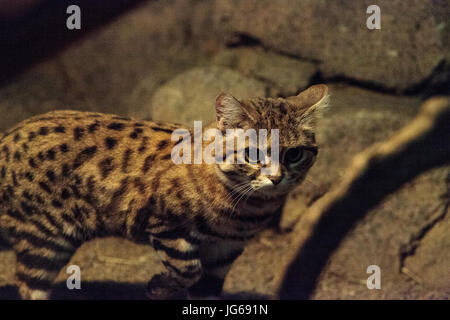 Black-footed cat Felis nigripes est le plus petit chat trouvés en Afrique Banque D'Images