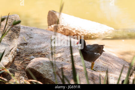 Gallinule Gallinula galeata communs adultes est un canard comme oiseau trouvé dans les marécages et les zones humides. Banque D'Images