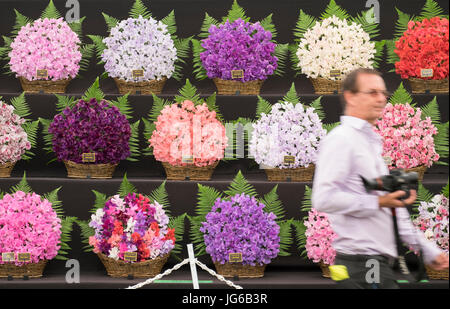 3 juillet, 2017. RHS Hampton Court Palace Flower Show. L'intérieur du Chapiteau Floral Banque D'Images