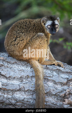 Red-Fronted Lemur (Eulemur rufifrons) sur le tronc de l'arbre Banque D'Images
