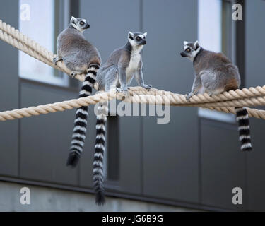 Lémuriens à queue de cerelle (Lemur catta) sur des cordes dans le Land des lémuriens, une expérience immersive au zoo de Calgary Banque D'Images