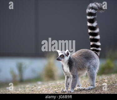 Lémuriens à queue de cerelle (Lemur catta) dans le Land of lemurs, une expérience immersive au zoo de Calgary Banque D'Images