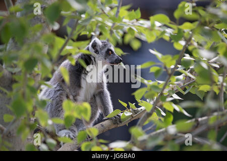 Untitled document (Lemur catta) dans l'arbre Banque D'Images
