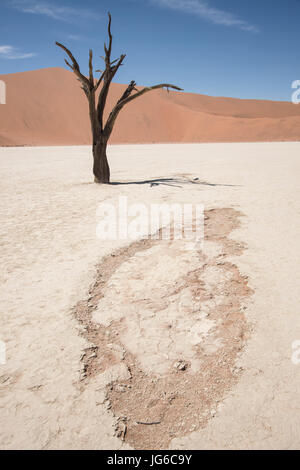 Camelthorn morts ancienne arborescence (Vachellia erioloba) à Deadvlei Sossusvlei, marais salant, Parc National Namib Naukluft, Namibie Banque D'Images