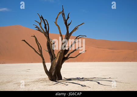 Camelthorn morts ancienne arborescence (Vachellia erioloba) à Deadvlei Sossusvlei, marais salant, Parc National Namib Naukluft, Namibie Banque D'Images