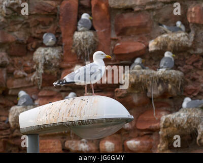 Goéland argenté regardant la Mouette tridactyle (Rissa tridactyla) dans la colonie de nidification sur corniche de Dunbar Castle Scottish Borders.UK Banque D'Images