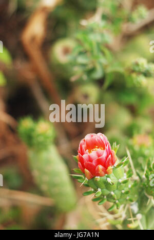 Fleur de cactus en fleurs Banque D'Images