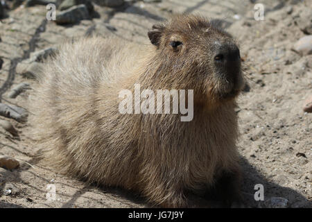 Capybara (Hydrochoerus hydrochaeris) Banque D'Images