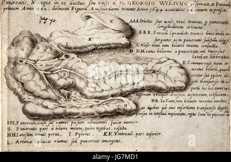 Le pancréas et le conduit pancréatique 28Wirsung29 Banque D'Images