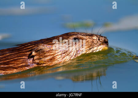 La natation sur le lac Muskrat, Crna Mlaka Banque D'Images