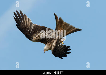 Red Kite en vol, Oxfordshire, Royaume-Uni Banque D'Images