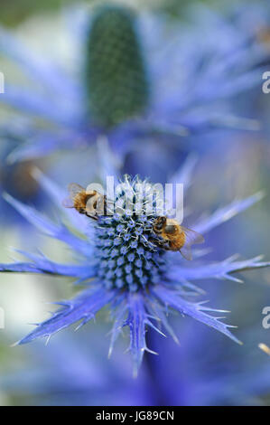 La collecte du pollen d'abeilles du bleu Eryngium fleurs dans le RHS Surveillez cet espace jardin (conçu par Andy esturgeon), l'un des beaux et élégants jardins afficher sur l'affichage à l'ERS 2017 Hampton Court Flower Show qui s'est ouverte aujourd'hui dans le parc du château de Hampton Court, London, Royaume-Uni. Les RHS Hampton Court Palace Flower Show est le plus grand spectacle de fleurs offrant un mélange éclectique de jardins, affiche et magasins s'étendant sur plus de 34 acres de chaque côté de l'eau spectaculaire avec l'impressionnant longue façade du palais historique dans l'arrière-plan. Autour de 130 000 personnes un Banque D'Images