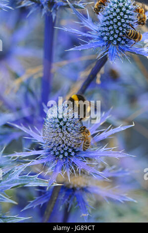 La collecte du pollen d'abeilles du bleu Eryngium fleurs dans le RHS Surveillez cet espace jardin (conçu par Andy esturgeon), l'un des beaux et élégants jardins afficher sur l'affichage à l'ERS 2017 Hampton Court Flower Show qui s'est ouverte aujourd'hui dans le parc du château de Hampton Court, London, Royaume-Uni. Les RHS Hampton Court Palace Flower Show est le plus grand spectacle de fleurs offrant un mélange éclectique de jardins, affiche et magasins s'étendant sur plus de 34 acres de chaque côté de l'eau spectaculaire avec l'impressionnant longue façade du palais historique dans l'arrière-plan. Autour de 130 000 personnes un Banque D'Images