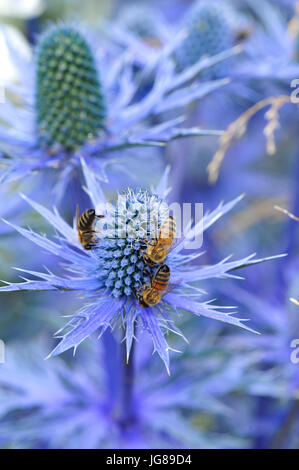 La collecte du pollen d'abeilles du bleu Eryngium fleurs dans le RHS Surveillez cet espace jardin (conçu par Andy esturgeon), l'un des beaux et élégants jardins afficher sur l'affichage à l'ERS 2017 Hampton Court Flower Show qui s'est ouverte aujourd'hui dans le parc du château de Hampton Court, London, Royaume-Uni. Les RHS Hampton Court Palace Flower Show est le plus grand spectacle de fleurs offrant un mélange éclectique de jardins, affiche et magasins s'étendant sur plus de 34 acres de chaque côté de l'eau spectaculaire avec l'impressionnant longue façade du palais historique dans l'arrière-plan. Autour de 130 000 personnes un Banque D'Images