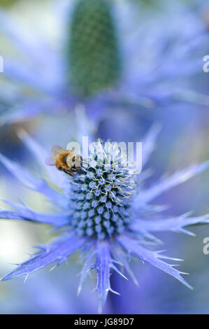 La collecte du pollen d'abeilles du bleu Eryngium fleurs dans le RHS Surveillez cet espace jardin (conçu par Andy esturgeon), l'un des beaux et élégants jardins afficher sur l'affichage à l'ERS 2017 Hampton Court Flower Show qui s'est ouverte aujourd'hui dans le parc du château de Hampton Court, London, Royaume-Uni. Les RHS Hampton Court Palace Flower Show est le plus grand spectacle de fleurs offrant un mélange éclectique de jardins, affiche et magasins s'étendant sur plus de 34 acres de chaque côté de l'eau spectaculaire avec l'impressionnant longue façade du palais historique dans l'arrière-plan. Autour de 130 000 personnes un Banque D'Images