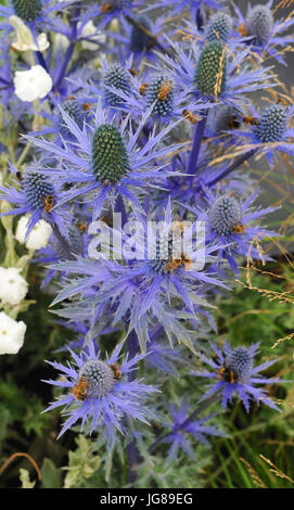 La collecte du pollen d'abeilles du bleu Eryngium fleurs dans le RHS Surveillez cet espace jardin (conçu par Andy esturgeon), l'un des beaux et élégants jardins afficher sur l'affichage à l'ERS 2017 Hampton Court Flower Show qui s'est ouverte aujourd'hui dans le parc du château de Hampton Court, London, Royaume-Uni. Les RHS Hampton Court Palace Flower Show est le plus grand spectacle de fleurs offrant un mélange éclectique de jardins, affiche et magasins s'étendant sur plus de 34 acres de chaque côté de l'eau spectaculaire avec l'impressionnant longue façade du palais historique dans l'arrière-plan. Autour de 130 000 personnes un Banque D'Images