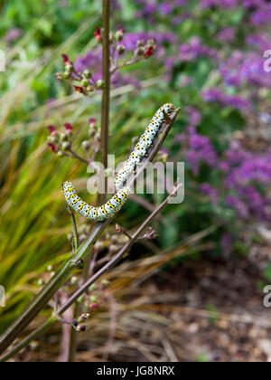 Deux chenilles papillon cucullia verbasci molène sur plantes scrofulariacées en été Banque D'Images