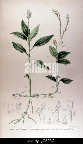 Vrydagzynea albida - Karl Ludwig von Blume - Collection des orchidées les plus remarquables de l'archipel indien et du Japon (1858) Banque D'Images