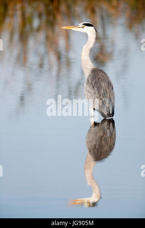 Un héron cendré (Andrea cinerea) traque ses proies dans un lac d'eau douce dans la région de Norfolk England UK Banque D'Images