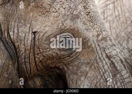Elephant (Loxodonta africana) close up portrait of Tanzanie Tarangire Banque D'Images