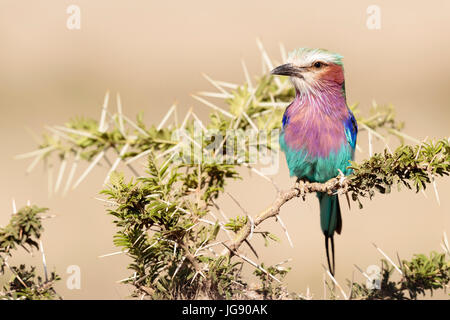 Un lilac-breasted roller (Coracias caudatus) est perché sur la branche d'un acacia épineux bush en Tanzanie Banque D'Images