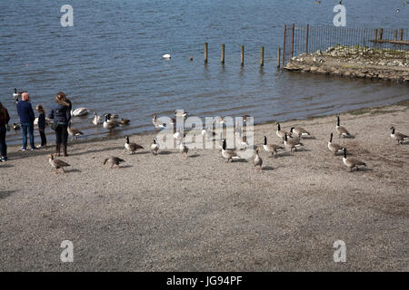 Les canards et les oies de l'embarcadère à Derwent Water à la Keswick Cumbria Lake District Angleterre Banque D'Images