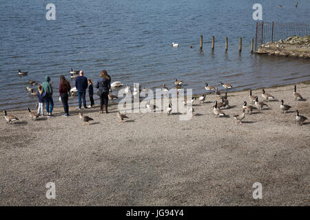 Les canards et les oies de l'embarcadère à Derwent Water à la Keswick Cumbria Lake District Angleterre Banque D'Images