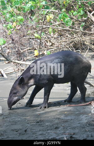 Tapir de Baird sur une plage de nourriture dans le parc national de Corcovado, Costa Rica Banque D'Images