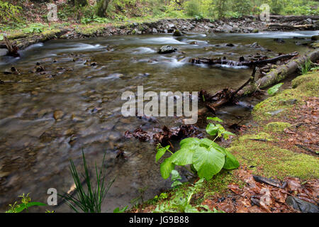 Dans la forêt, au bord de l'eau, un petit jeune plante pousse sur la rive de la rivière de montagne swift. Banque D'Images