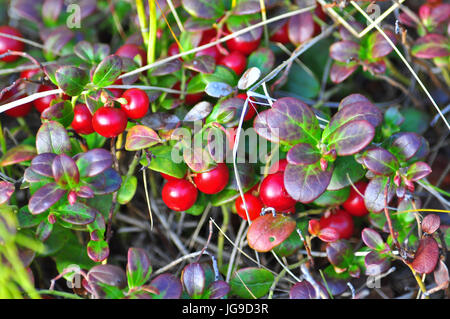 Bush de myrtille mûre. Berry dans la toundra du nord à la fin de l'été. Banque D'Images