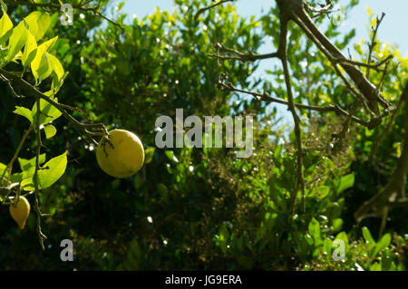 Un citron sur un lemon tree Banque D'Images