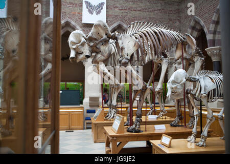 Oxford, Royaume-Uni - Mai 15, 2017, des squelettes d'éléphants, l'Université d'Oxford, le Musée d'Histoire Naturelle. Oxford. L'Angleterre Banque D'Images