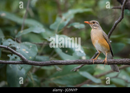 La Zambie, le parc national de South Luangwa. Kurrichane Thrush, avec des mesures sur son visage, dans l'habitat forestier forestiers (Turdus libonyana) dans la famille des Turdidae. Banque D'Images