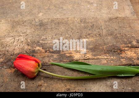 Tulip frais sur la vieille surface en bois robuste Banque D'Images