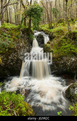 Cascade dans le bois de RSPB Réserve Naturelle de Cris Banque D'Images