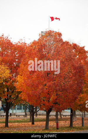 Les arbres avec des feuilles montrant couleurs d'Automne au Parc du Bassin Bonsecours (Parc du Bassin Bonsecours) à Montréal, Canada. Banque D'Images