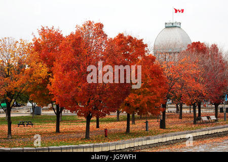 Les arbres avec des feuilles montrant couleurs d'Automne au Parc du Bassin Bonsecours (Parc du Bassin Bonsecours) à Montréal, Canada. Banque D'Images